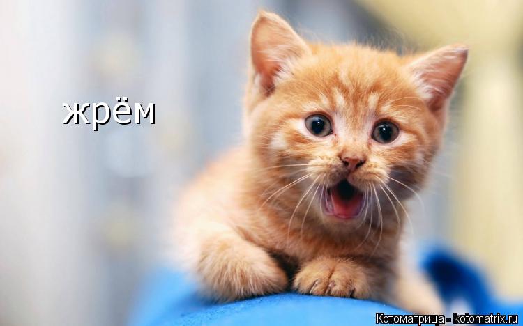 жрём... Котоматрица: жрём