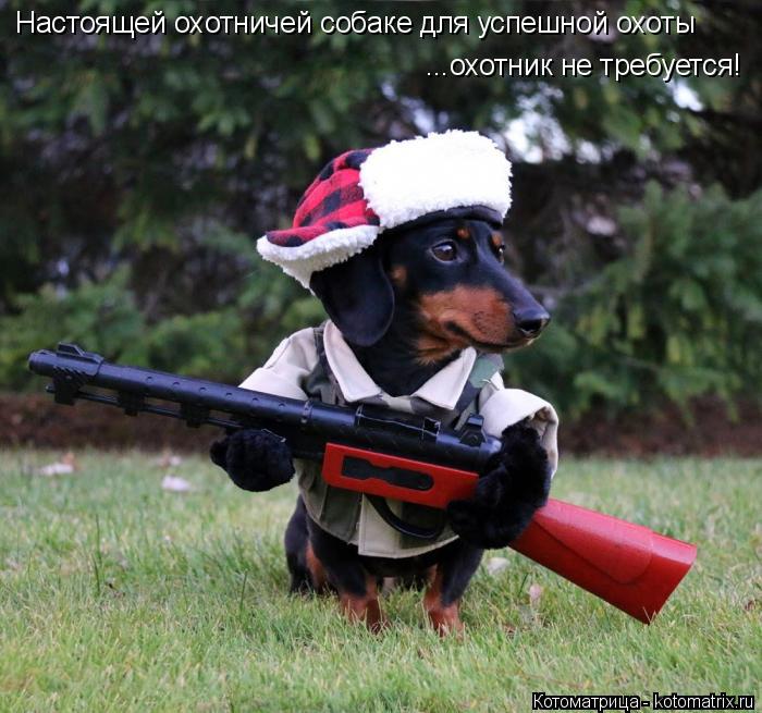 Настоящей охотничей собаке для успешной охоты ...охотник не требуется!... Котоматрица: Настоящей охотничей собаке для успешной охоты ...охотник не требуется!