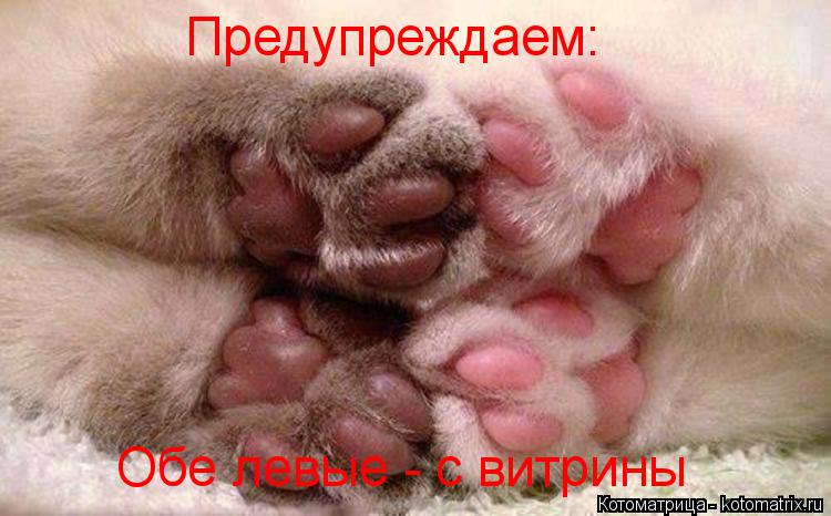 Предупреждаем: Обе левые - с витрины... Котоматрица: Предупреждаем: Обе левые - с витрины