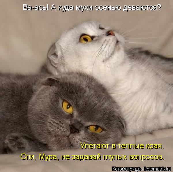 Ва-ась! А куда мухи осенью деваются? Улетают в теплые края. Спи, Мура, не задавай глупых вопросов.... Котоматрица: Ва-ась! А куда мухи осенью деваются? Улетают в теплые края. Спи, Мура, не задавай глупых вопросов.