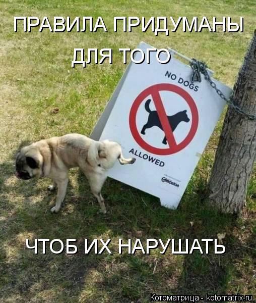 ПРАВИЛА ПРИДУМАНЫ ДЛЯ ТОГО ЧТОБ ИХ НАРУШАТЬ... Котоматрица: ПРАВИЛА ПРИДУМАНЫ ДЛЯ ТОГО ЧТОБ ИХ НАРУШАТЬ