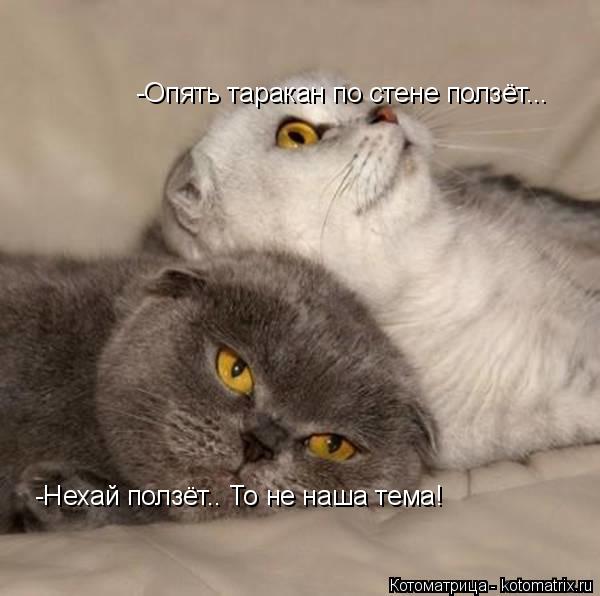 -Опять таракан по стене ползёт... -Нехай ползёт.. То не наша тема!... Котоматрица: -Опять таракан по стене ползёт... -Нехай ползёт.. То не наша тема!