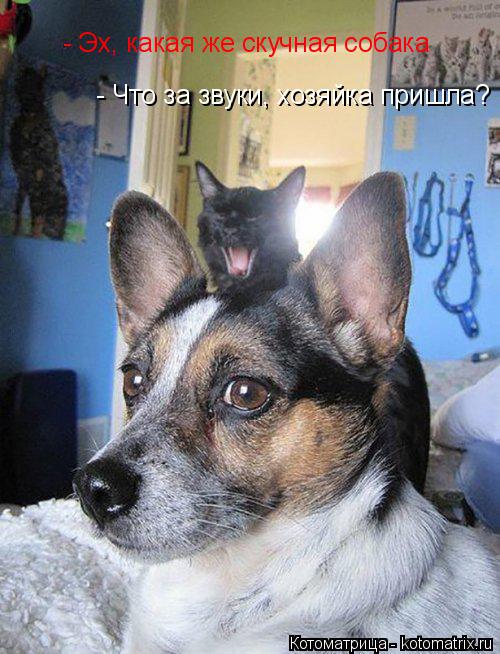 - Эх, какая же скучная собака - Что за звуки, хозяйка пришла?... Котоматрица: - Эх, какая же скучная собака - Что за звуки, хозяйка пришла?