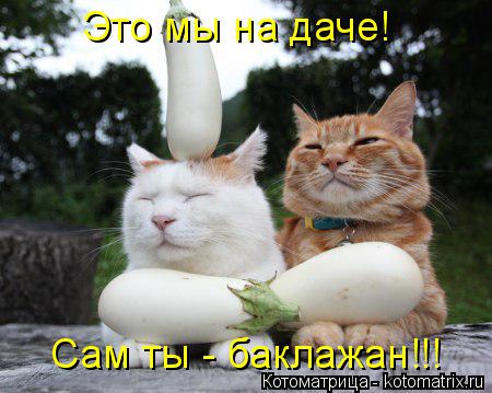 Это мы на даче! Сам ты - баклажан!!!... Котоматрица: Это мы на даче! Сам ты - баклажан!!!