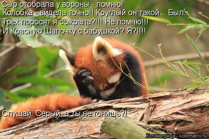 Трех поросят я сожрала?!!! Не помню!!! И Красную Шапочку с бабушкой? Я?!!!! Слушай, Серый, а ты не го... Котоматрица: Трех поросят я сожрала?!!! Не помню!!! И Красную Шапочку с бабушкой? Я?!!!! Слушай, Серый, а ты не гонишь?! Сыр отобрала у вороны - помню! Колобка - в