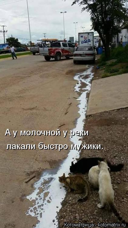 А у молочной у реки лакали быстро мужики.... Котоматрица: А у молочной у реки лакали быстро мужики.