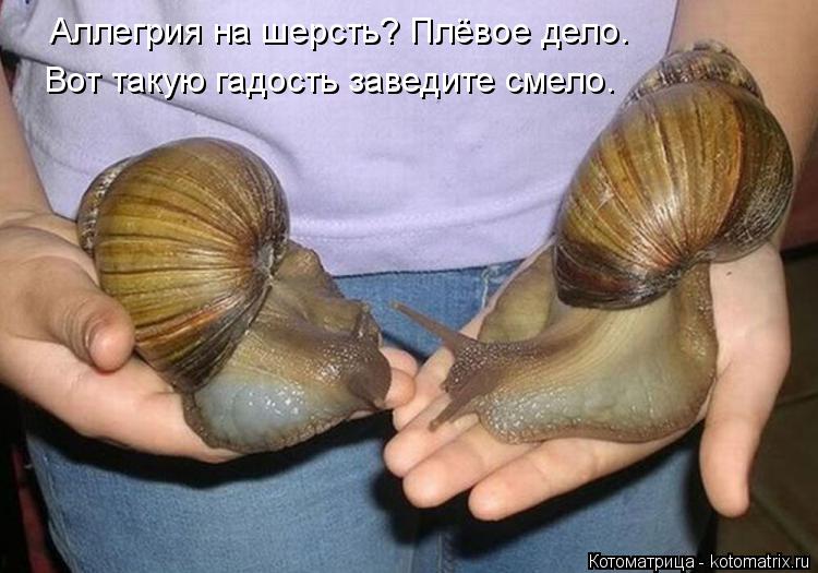 Аллегрия на шерсть? Плёвое дело. Вот такую гадость заведите смело.... Котоматрица: Аллегрия на шерсть? Плёвое дело. Вот такую гадость заведите смело.