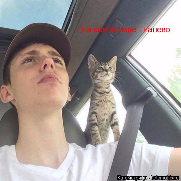 - На сфетофоре - налево... Котоматрица: - На сфетофоре - налево