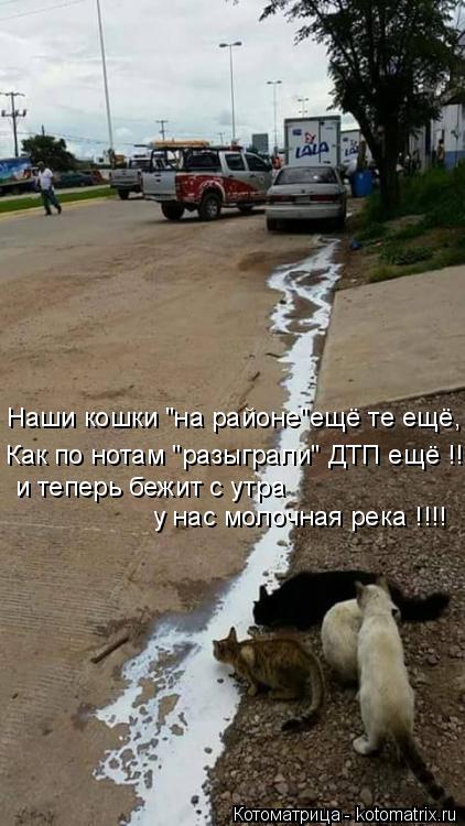 Наши кошки "на районе"ещё те ещё, и теперь бежит с утра у нас молочная река !!!! Как по нотам "разыгр... Котоматрица: Наши кошки "на районе"ещё те ещё, и теперь бежит с утра у нас молочная река !!!! Как по нотам "разыграли" ДТП ещё !!