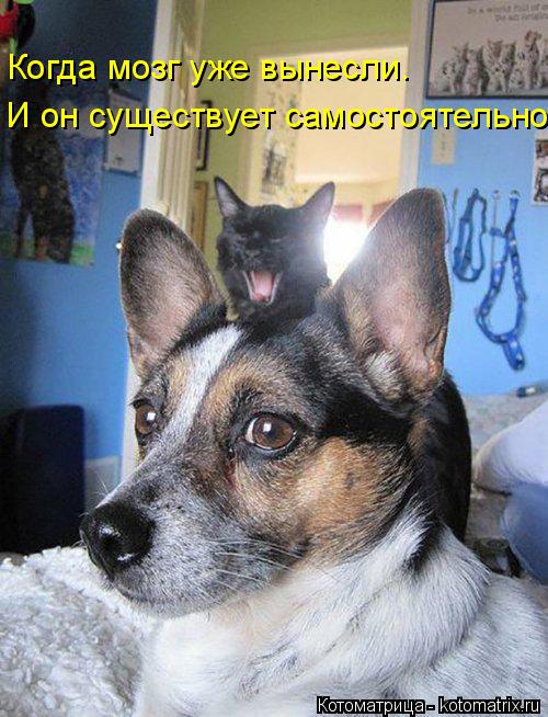 И он существует самостоятельно. Когда мозг уже вынесли.... Котоматрица: И он существует самостоятельно. Когда мозг уже вынесли.