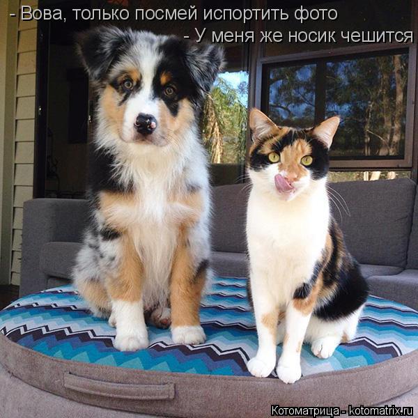 - Вова, только посмей испортить фото - У меня же носик чешится... Котоматрица: - Вова, только посмей испортить фото - У меня же носик чешится
