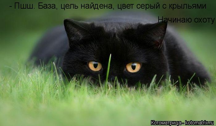 - Пшш. База, цель найдена, цвет серый с крыльями Начинаю охоту... Котоматрица: - Пшш. База, цель найдена, цвет серый с крыльями Начинаю охоту