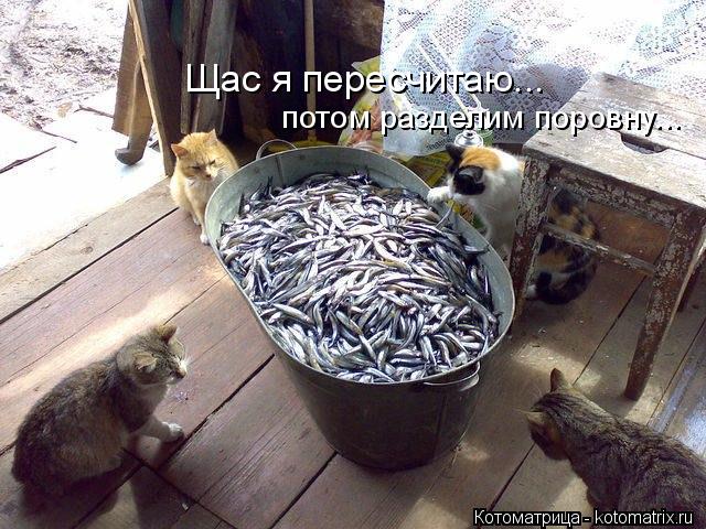 Щас я пересчитаю... потом разделим поровну...... Котоматрица: Щас я пересчитаю... потом разделим поровну...