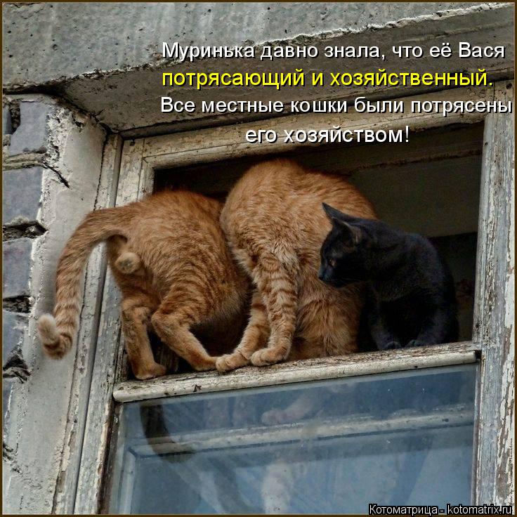 Муринька давно знала, что её Вася потрясающий и хозяйственный. Все местные кошки были потрясены его х... Котоматрица: Муринька давно знала, что её Вася потрясающий и хозяйственный. Все местные кошки были потрясены его хозяйством!