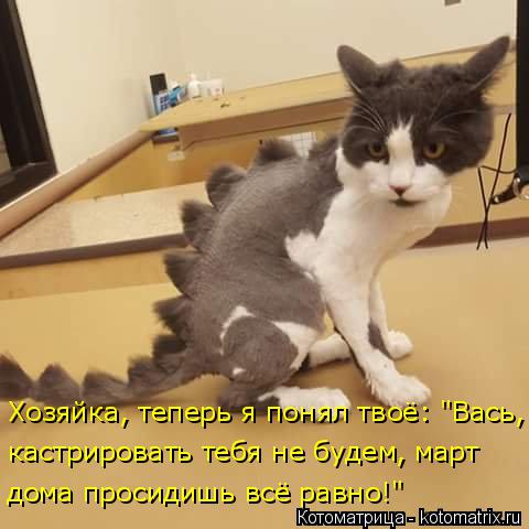 Хозяйка, теперь я понял твоё: "Вась, дома просидишь всё равно!" кастрировать тебя не будем, март... Котоматрица: Хозяйка, теперь я понял твоё: "Вась, дома просидишь всё равно!" кастрировать тебя не будем, март
