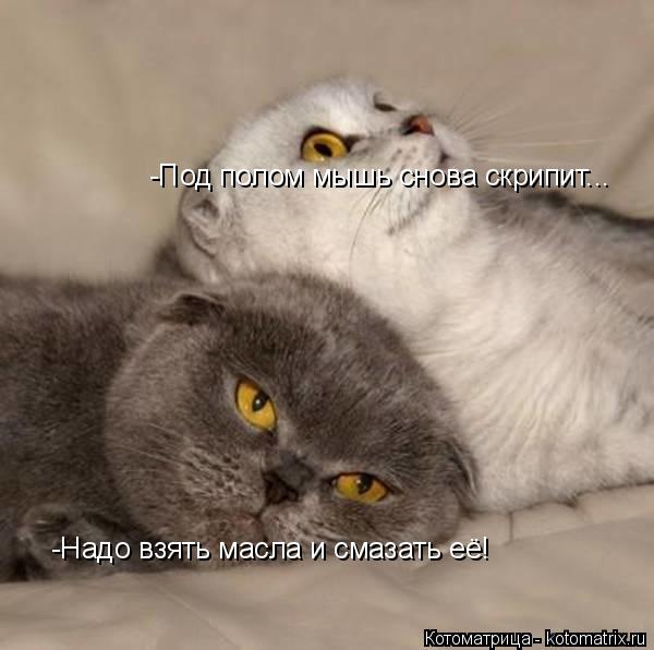 -Под полом мышь снова скрипит... -Надо взять масла и смазать её!... Котоматрица: -Под полом мышь снова скрипит... -Надо взять масла и смазать её!