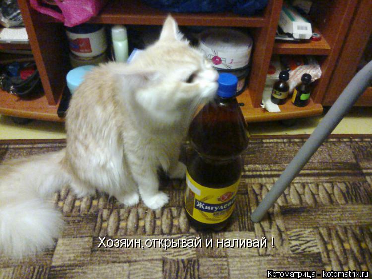 Хозяин,открывай и наливай !... Котоматрица: Хозяин,открывай и наливай !