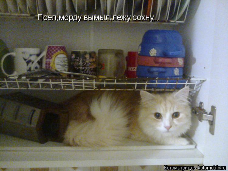 Поел,морду вымыл,лежу сохну...... Котоматрица: Поел,морду вымыл,лежу сохну...