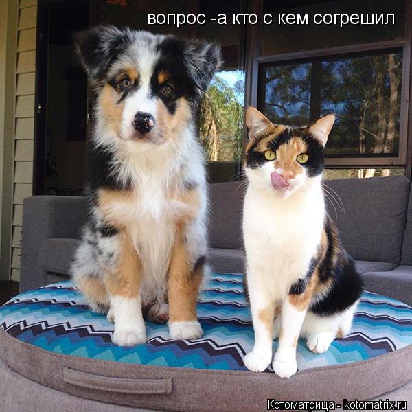 вопрос -а кто с кем согрешил... Котоматрица: вопрос -а кто с кем согрешил
