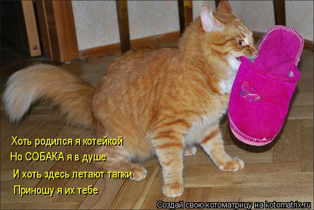 Хоть родился я котейкой Но СОБАКА я в душе И хоть здесь летают тапки Приношу я их тебе... Котоматрица: Хоть родился я котейкой Но СОБАКА я в душе И хоть здесь летают тапки Приношу я их тебе