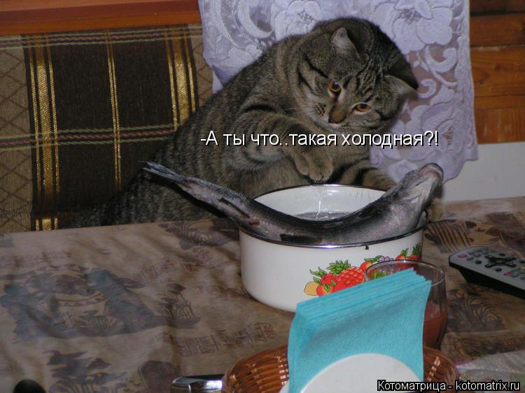 -А ты что..такая холодная?!... Котоматрица: -А ты что..такая холодная?!