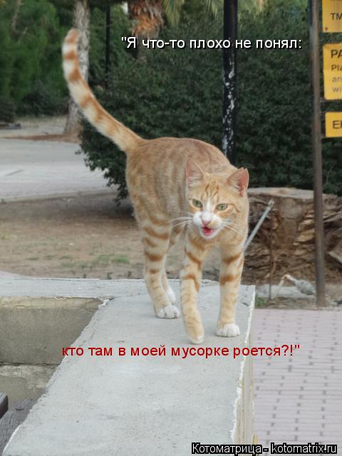 "Я что-то плохо не понял: кто там в моей мусорке роется?!"... Котоматрица: "Я что-то плохо не понял: кто там в моей мусорке роется?!"