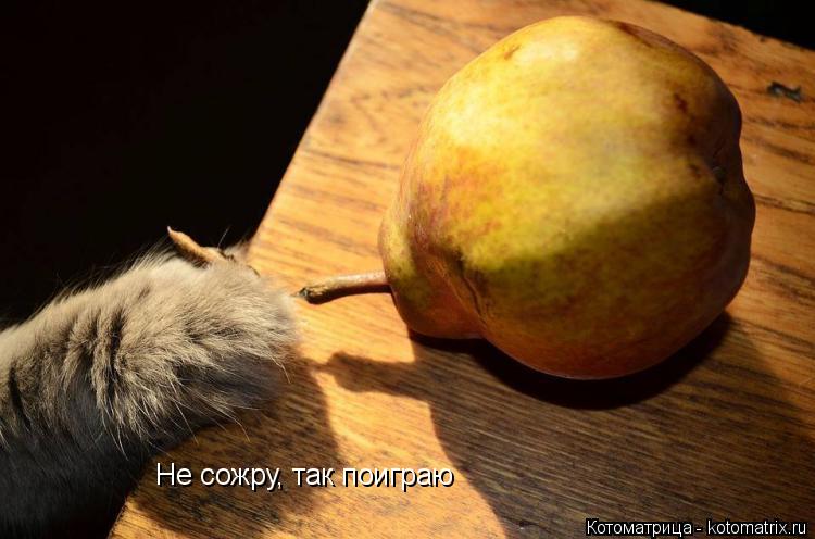 Не сожру, так поиграю... Котоматрица: Не сожру, так поиграю
