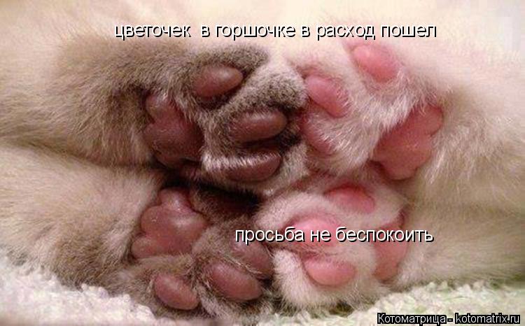 цветочек в горшочке в расход пошел просьба не беспокоить... Котоматрица: цветочек в горшочке в расход пошел просьба не беспокоить