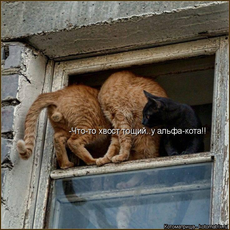 -Что-то хвост тощий..у альфа-кота!!... Котоматрица: -Что-то хвост тощий..у альфа-кота!!