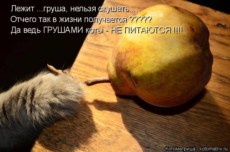 Лежит ...груша, нельзя скушать.... Отчего так в жизни получается ????? Да ведь ГРУШАМИ коты - НЕ ПИТА... Котоматрица: Лежит ...груша, нельзя скушать.... Отчего так в жизни получается ????? Да ведь ГРУШАМИ коты - НЕ ПИТАЮТСЯ !!!!