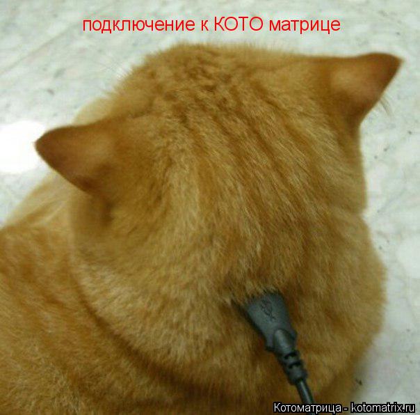 подключение к КОТО матрице... Котоматрица: подключение к КОТО матрице