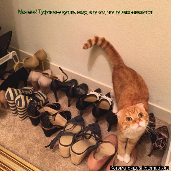 Муженёк! Туфли мне купить надо, а то эти, что-то заканчиваются!... Котоматрица: Муженёк! Туфли мне купить надо, а то эти, что-то заканчиваются!