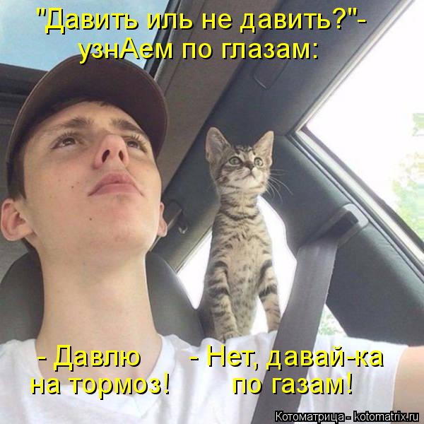 "Давить иль не давить?"- узнАем по глазам: - Давлю - Нет, давай-ка на тормоз! по газам!... Котоматрица: "Давить иль не давить?"- узнАем по глазам: - Давлю - Нет, давай-ка на тормоз! по газам!