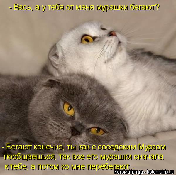 - Вась, а у тебя от меня мурашки бегают? - Бегают конечно, ты как с соседским Мурзом пообщаешься, так... Котоматрица: - Вась, а у тебя от меня мурашки бегают? - Бегают конечно, ты как с соседским Мурзом пообщаешься, так все его мурашки сначала к тебе, а потом ко