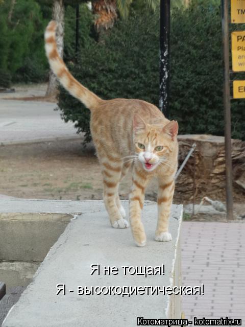 Я не тощая! Я - высокодиетическая!... Котоматрица: Я не тощая! Я - высокодиетическая!