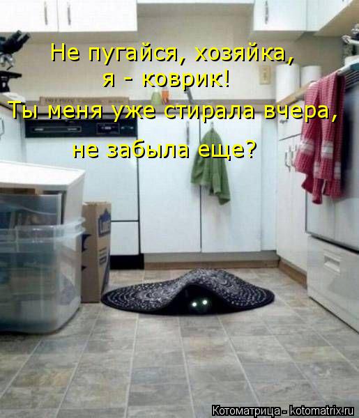 Не пугайся, хозяйка, я - коврик! Ты меня уже стирала вчера, не забыла еще?... Котоматрица: Не пугайся, хозяйка, я - коврик! Ты меня уже стирала вчера, не забыла еще?