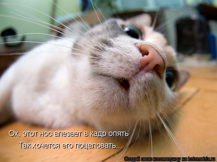 Так хочется его поцеловать... Ох, этот нос влезает в кадр опять... Котоматрица: Так хочется его поцеловать... Ох, этот нос влезает в кадр опять