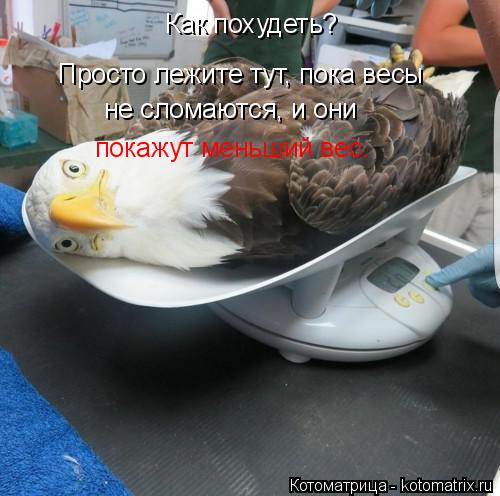 Как похудеть? Просто лежите тут, пока весы не сломаются, и они покажут меньший вес.... Котоматрица: Как похудеть? Просто лежите тут, пока весы не сломаются, и они покажут меньший вес.