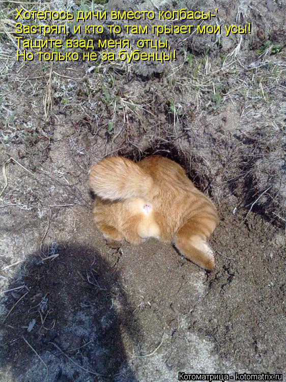 Хотелось дичи вместо колбасы-' Застрял, и кто то там грызет мои усы! Тащите взад меня, отцы, Но тольк... Котоматрица: Хотелось дичи вместо колбасы-' Застрял, и кто то там грызет мои усы! Тащите взад меня, отцы, Но только не за бубенцы!