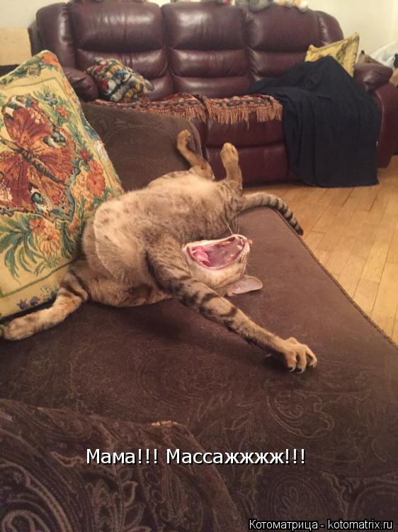 Мама!!! Массажжжж!!!... Котоматрица: Мама!!! Массажжжж!!!