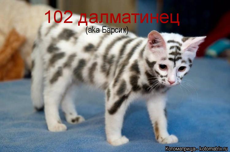 102 далматинец (aka Барсик)... Котоматрица: 102 далматинец (aka Барсик)