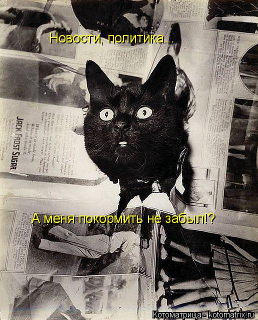 Новости, политика... А меня покормить не забыл!?... Котоматрица: Новости, политика... А меня покормить не забыл!?