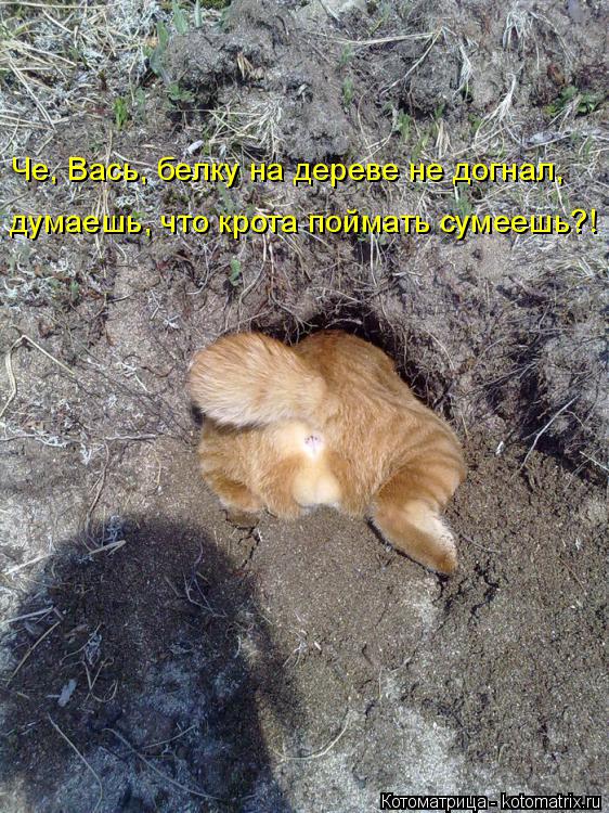 Че, Вась, белку на дереве не догнал, думаешь, что крота поймать сумеешь?!... Котоматрица: Че, Вась, белку на дереве не догнал, думаешь, что крота поймать сумеешь?!