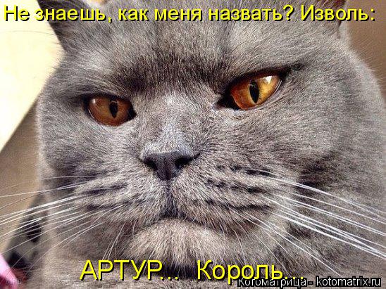 Не знаешь, как меня назвать? Изволь: АРТУР... Король...... Котоматрица: Не знаешь, как меня назвать? Изволь: АРТУР... Король...
