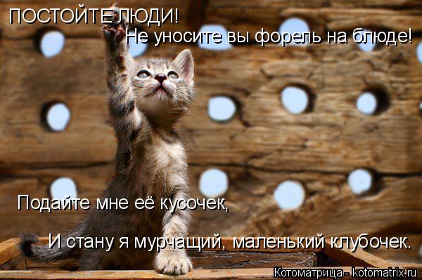 ПОСТОЙТЕ ЛЮДИ! Не уносите вы форель на блюде! Подайте мне её кусочек, И стану я мурчащий, маленький к... Котоматрица: ПОСТОЙТЕ ЛЮДИ! Не уносите вы форель на блюде! Подайте мне её кусочек, И стану я мурчащий, маленький клубочек.