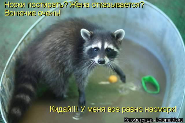 Носки постирать? Жена отказывается? Вонючие очень! Кидай!!! У меня все равно насморк!... Котоматрица: Носки постирать? Жена отказывается? Вонючие очень! Кидай!!! У меня все равно насморк!