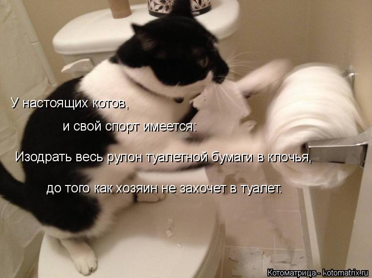 У настоящих котов, и свой спорт имеется: Изодрать весь рулон туалетной бумаги в клочья, до того как х... Котоматрица: У настоящих котов, и свой спорт имеется: Изодрать весь рулон туалетной бумаги в клочья, до того как хозяин не захочет в туалет.