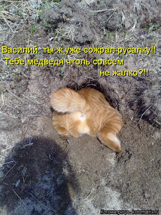 Василий, ты ж уже сожрал русалку!! Тебе медведя чтоль совсем не жалко?!!... Котоматрица: Василий, ты ж уже сожрал русалку!! Тебе медведя чтоль совсем не жалко?!!