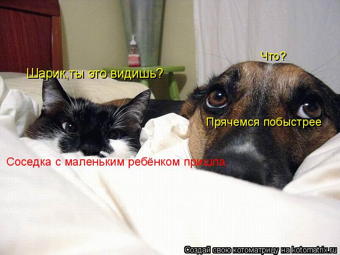 Шарик,ты это видишь? Что? Соседка с маленьким ребёнком пришла. Прячемся побыстрее... Котоматрица: Шарик,ты это видишь? Что? Соседка с маленьким ребёнком пришла. Прячемся побыстрее