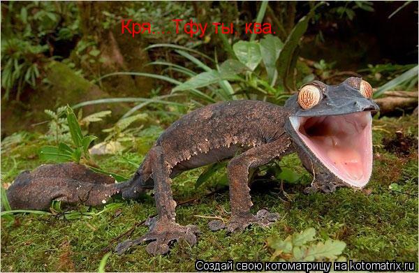 Кря....Тфу ты, ква.... Котоматрица: Кря....Тфу ты, ква.